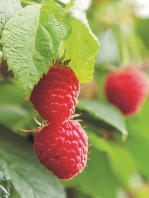 raspberry nutrition