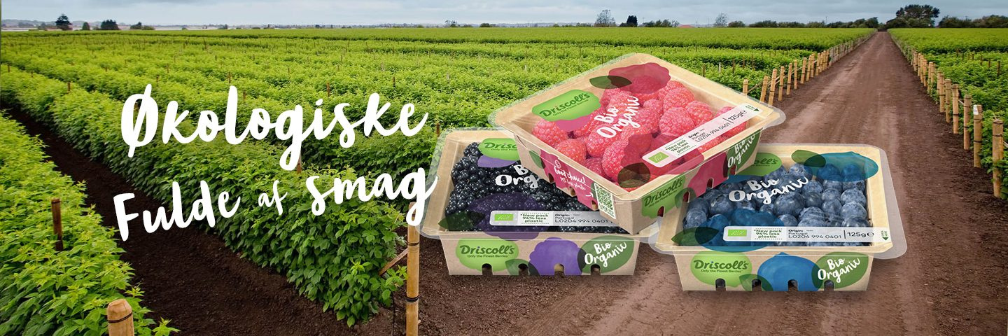 Økologiske bær